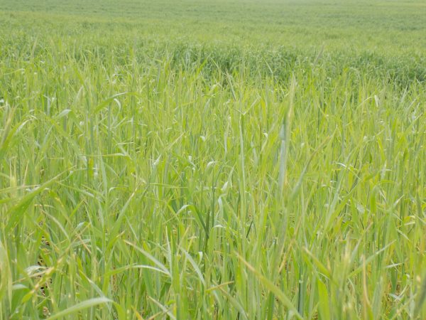 Cereal Rye