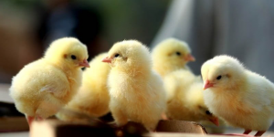Chick Days