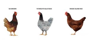 July Hens